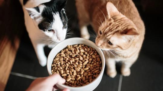 Cat food solutions